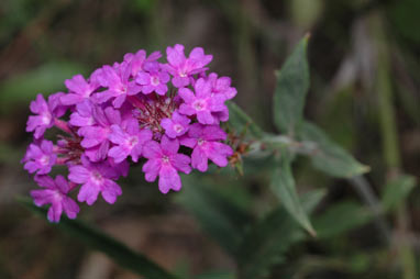 APII jpeg image of Verbena rigida  © contact APII