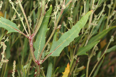 APII jpeg image of Chenopodium album  © contact APII