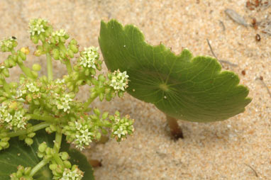 APII jpeg image of Hydrocotyle bonariensis  © contact APII