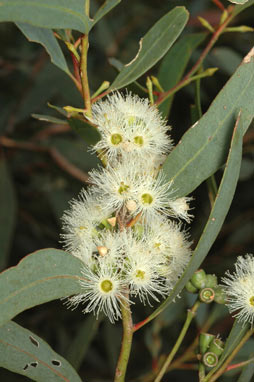 APII jpeg image of Eucalyptus polybractea  © contact APII