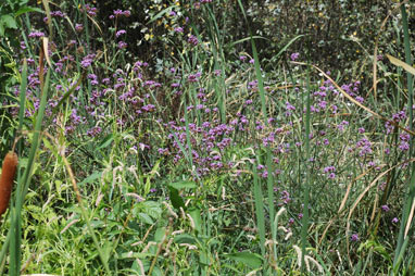 APII jpeg image of Verbena bonariensis  © contact APII