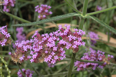 APII jpeg image of Verbena bonariensis  © contact APII