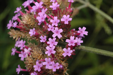 APII jpeg image of Verbena bonariensis  © contact APII