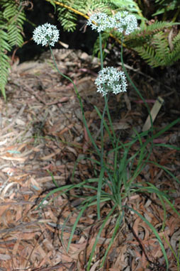 APII jpeg image of Allium tuberosum  © contact APII