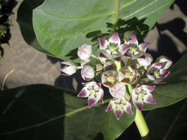 APII jpeg image of Calotropis procera  © contact APII