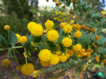 Acacia uncinata