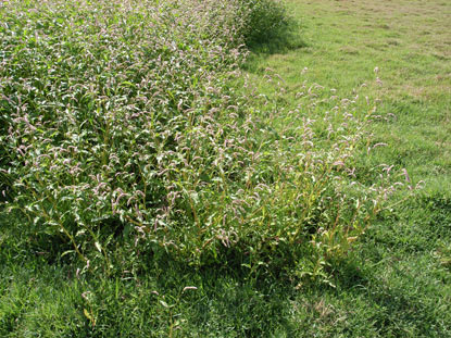 APII jpeg image of Persicaria lapathifolia  © contact APII