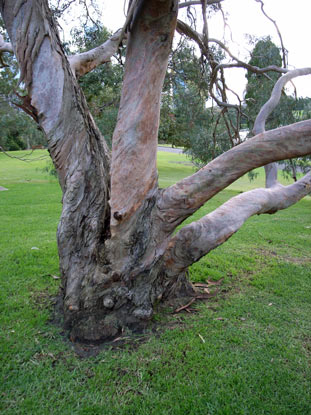 APII jpeg image of Eucalyptus saxatillis  © contact APII