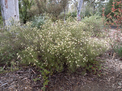 APII jpeg image of Grevillea minutiflora  © contact APII