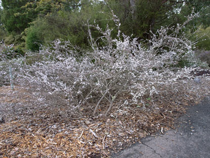 APII jpeg image of Leptospermum multicaule  © contact APII