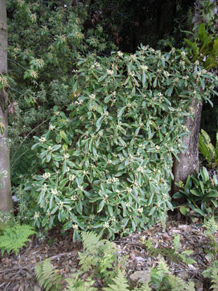 APII jpeg image of Tasmannia purpurascens  © contact APII