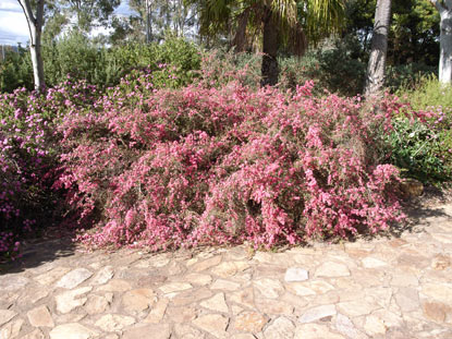 APII jpeg image of Leptospermum 'Bywong Merinda'  © contact APII