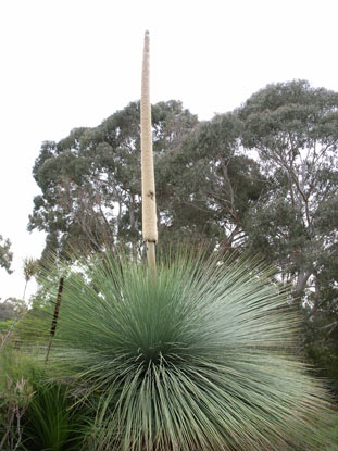 APII jpeg image of Xanthorrhoea johnsonii  © contact APII