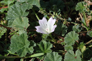 APII jpeg image of Malva neglecta  © contact APII