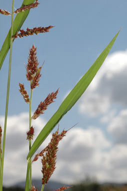 APII jpeg image of Echinochloa crus-galli  © contact APII