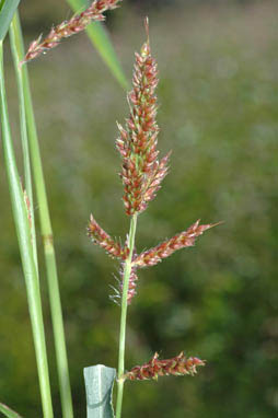 APII jpeg image of Echinochloa crus-galli  © contact APII