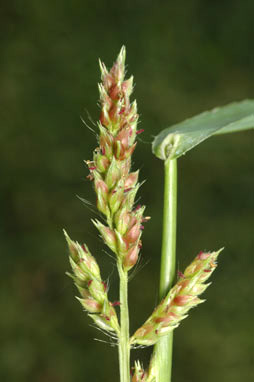 APII jpeg image of Echinochloa crus-galli  © contact APII