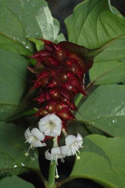 APII jpeg image of Leycesteria formosa  © contact APII