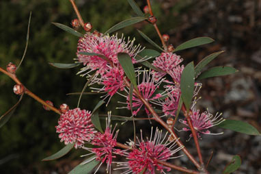 APII jpeg image of Hakea 'Kincora'  © contact APII