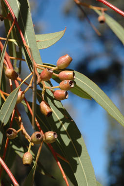 APII jpeg image of Corymbia trachyphloia  © contact APII