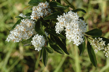 APII jpeg image of Ligustrum sinense  © contact APII