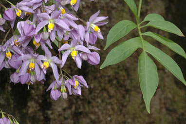 APII jpeg image of Solanum seaforthianum  © contact APII