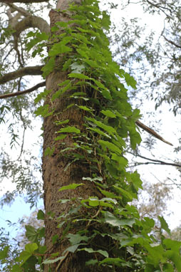 APII jpeg image of Hedera helix  © contact APII