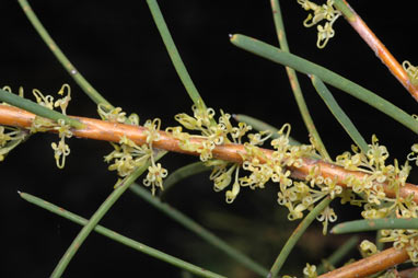 APII jpeg image of Hakea nodosa  © contact APII