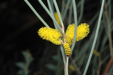 APII jpeg image of Acacia palustris  © contact APII