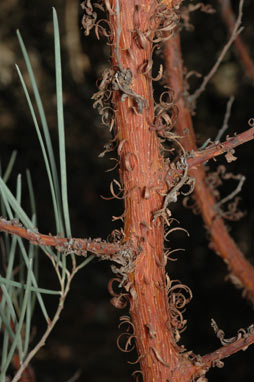 APII jpeg image of Acacia palustris  © contact APII