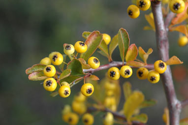 APII jpeg image of Pyracantha rogersiana  © contact APII