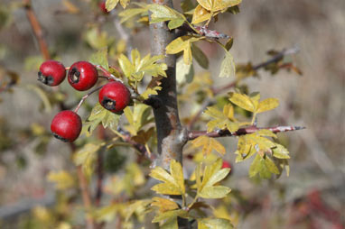 APII jpeg image of Crataegus monogyna  © contact APII