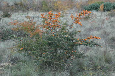 APII jpeg image of Pyracantha angustifolia  © contact APII