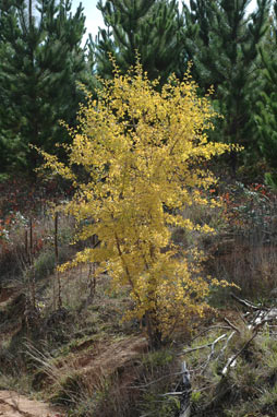 APII jpeg image of Crataegus monogyna  © contact APII