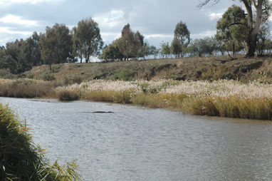 APII jpeg image of Phragmites australis  © contact APII