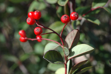 APII jpeg image of Cotoneaster pannosus  © contact APII