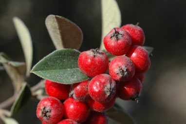 APII jpeg image of Cotoneaster pannosus  © contact APII