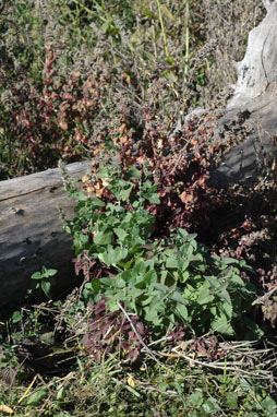 APII jpeg image of Nepeta cataria  © contact APII