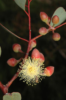 APII jpeg image of Eucalyptus websteriana  © contact APII