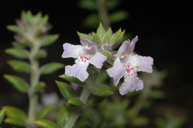 APII jpeg image of Westringia davidii  © contact APII