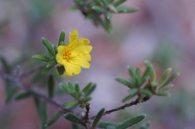 APII jpeg image of Hibbertia patens  © contact APII