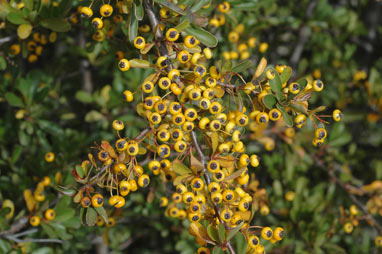 APII jpeg image of Pyracantha rogersiana  © contact APII