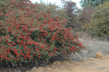 APII jpeg image of Pyracantha rogersiana  © contact APII