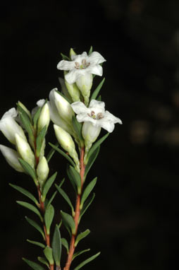 APII jpeg image of Epacris mucronulata  © contact APII