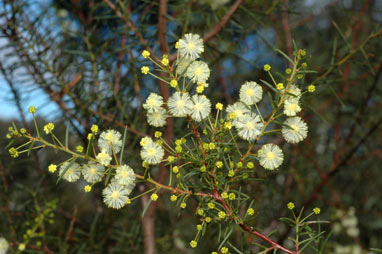 APII jpeg image of Acacia genistifolia  © contact APII