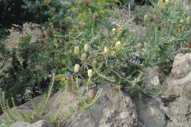 APII jpeg image of Banksia marginata 'Cape Patterson Dwarf'  © contact APII