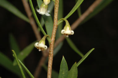 APII jpeg image of Eremophila deserti  © contact APII