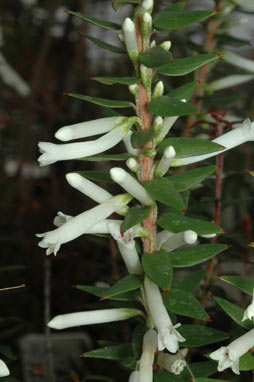 APII jpeg image of Epacris sparsa  © contact APII