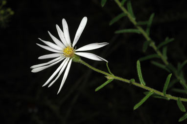 APII jpeg image of Olearia cordata  © contact APII