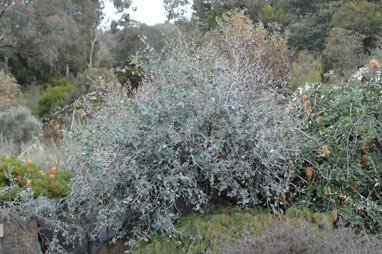 APII jpeg image of Eucalyptus morrisbyi  © contact APII